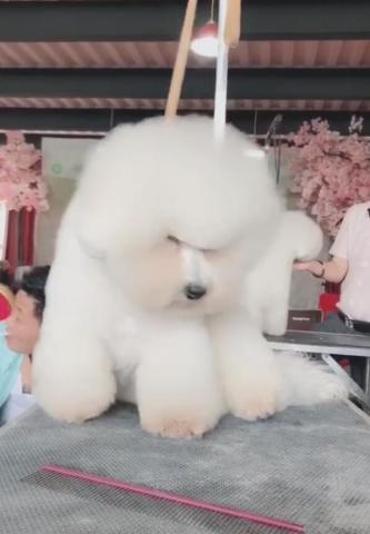 戈赞：狗狗修毛时犯困竟然被修成了这样