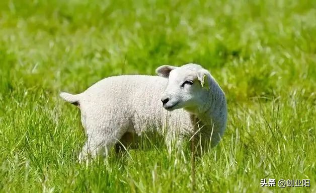羊胀气一招解决的好办法,羊有点轻微的胀气如何处理