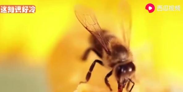 蜜蜂蜇完人留下的刺为什么在动,蜜蜂蜇完人后蜜蜂为什么会死视频