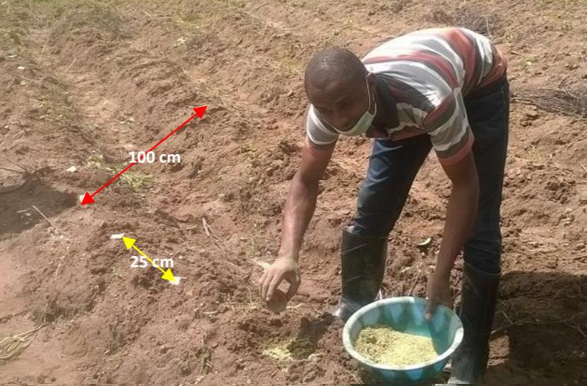 山药种苗繁殖技术,山药育苗留种技术