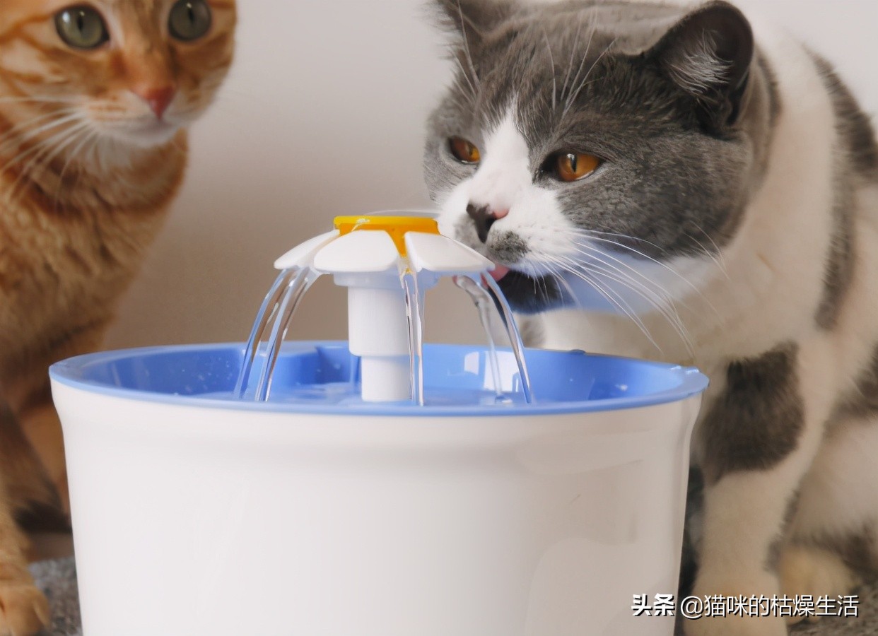 铲屎官犯了什么错误,铲屎官必须的猫咪疾病防治常识