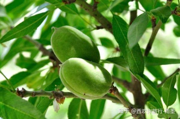 *疆新**瓜果攻略最好的季节配最美味的水果