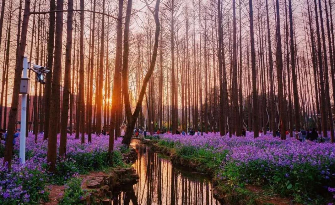 江苏高校排名第一的专业,全国大学法学院排名