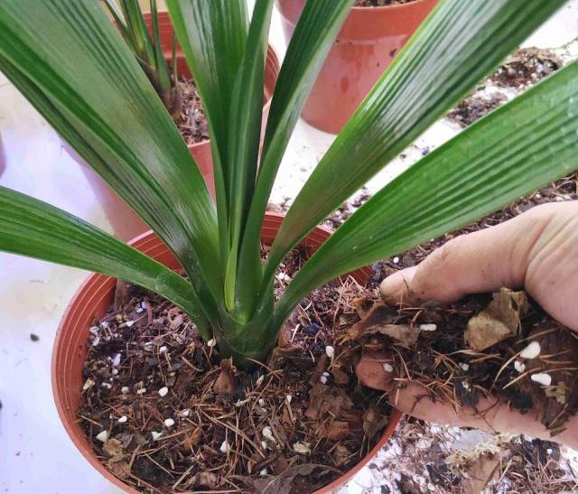 10种“吉利花”,“穷养”才能长大,越挤越壮实,越大越“旺家”