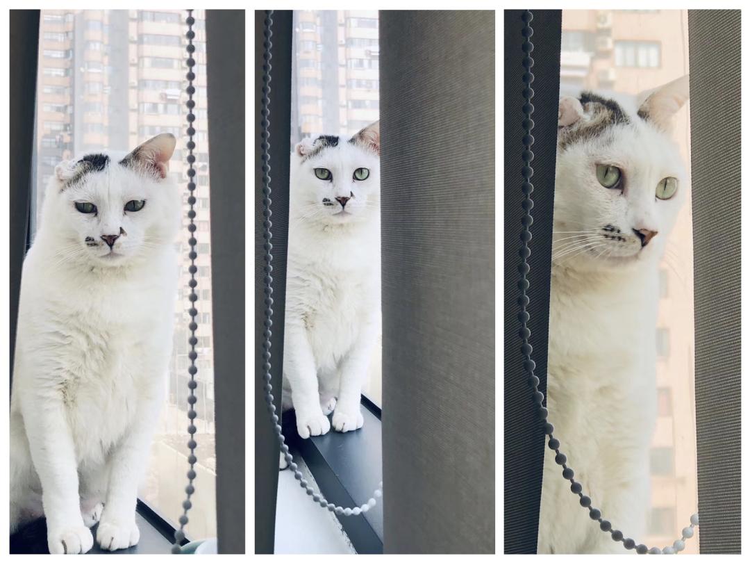 我把猫，装进了世界名画里，到底我有多爱喵喵酱？主子您要啥？