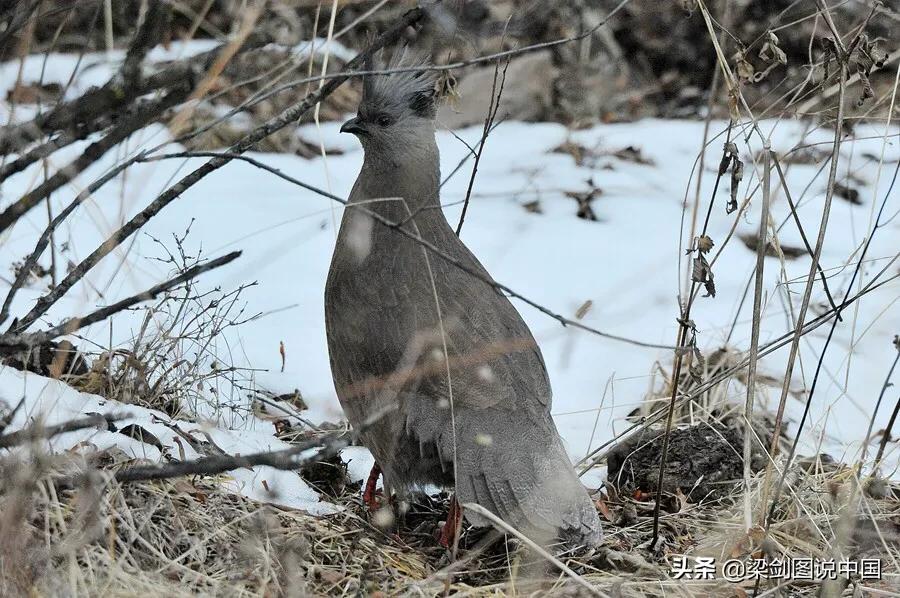 禁止野生动物保护环境人人有责,保护生态环境禁止野生动物上餐桌