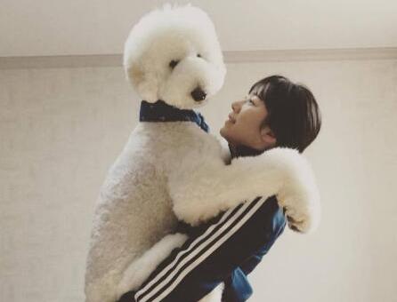 巨型贵宾犬为什么不建议养,巨型贵宾犬能聪明到什么程度