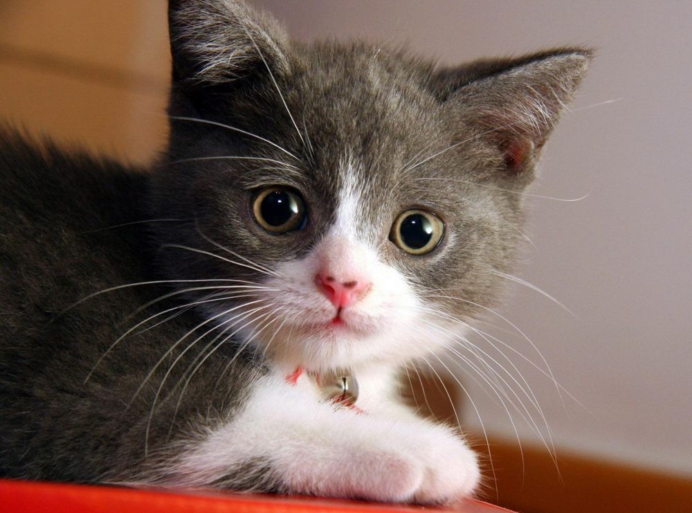 如何判断猫咪眼睛发炎了,怎么判断猫咪眼睛发炎好没有