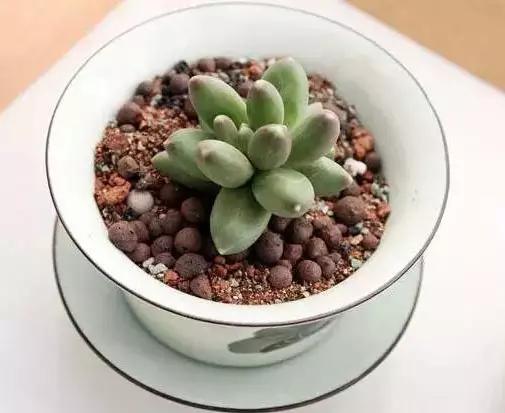 推荐轻松玩转100种常见多肉植物,700种多肉植物图鉴pdf百度云