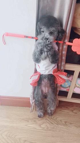 泰迪狗狗咬人怎么惩罚,泰迪大小便怎么惩罚