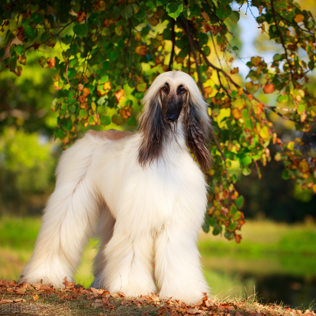 东方美犬,东方美狗狗