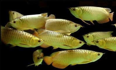 龙鱼一条卖多少元,90后小伙卖鱼365一斤