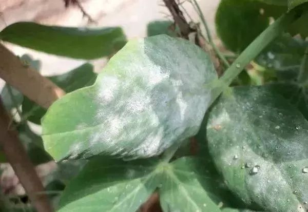 白化病的种类及图片,白化病常识图片大全