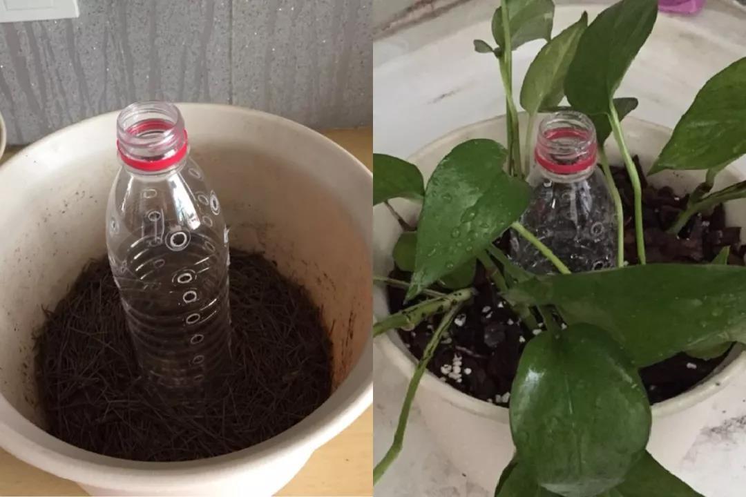 家里养绿萝小技巧,盆栽绿萝怎么长成树