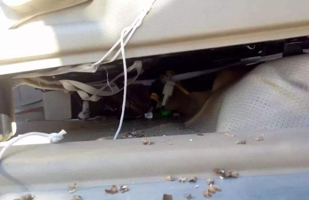 老鼠在车里面拉的尿如何清除气味,老鼠进车里最有效驱赶方法