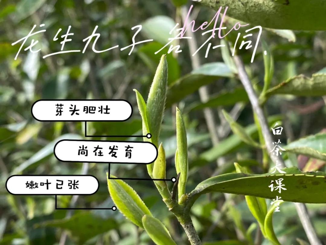 白茶的精髓就在三句话,白茶究竟是什么茶