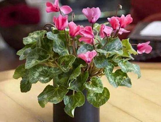 仙客来烂根怎么办,仙客来烂根处理方法