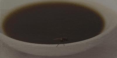 为什么酱油里会有虫子,酱油为什么会长虫子