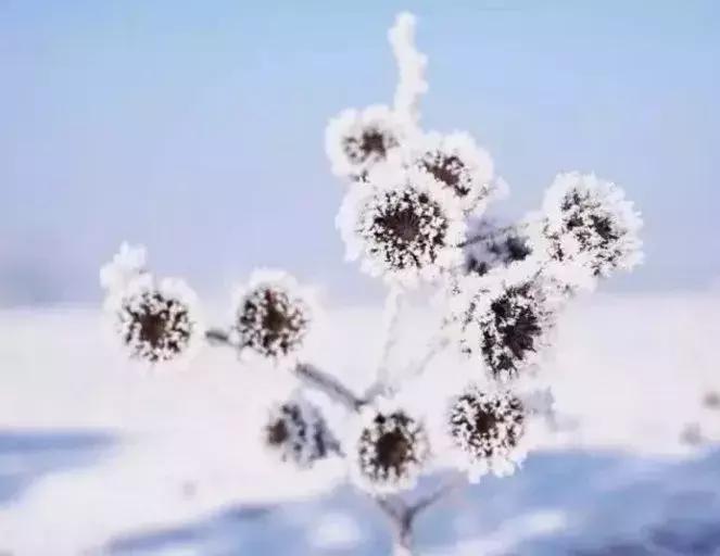 雾凇之美宛若仙境,连云港花果山雾凇美得像仙境