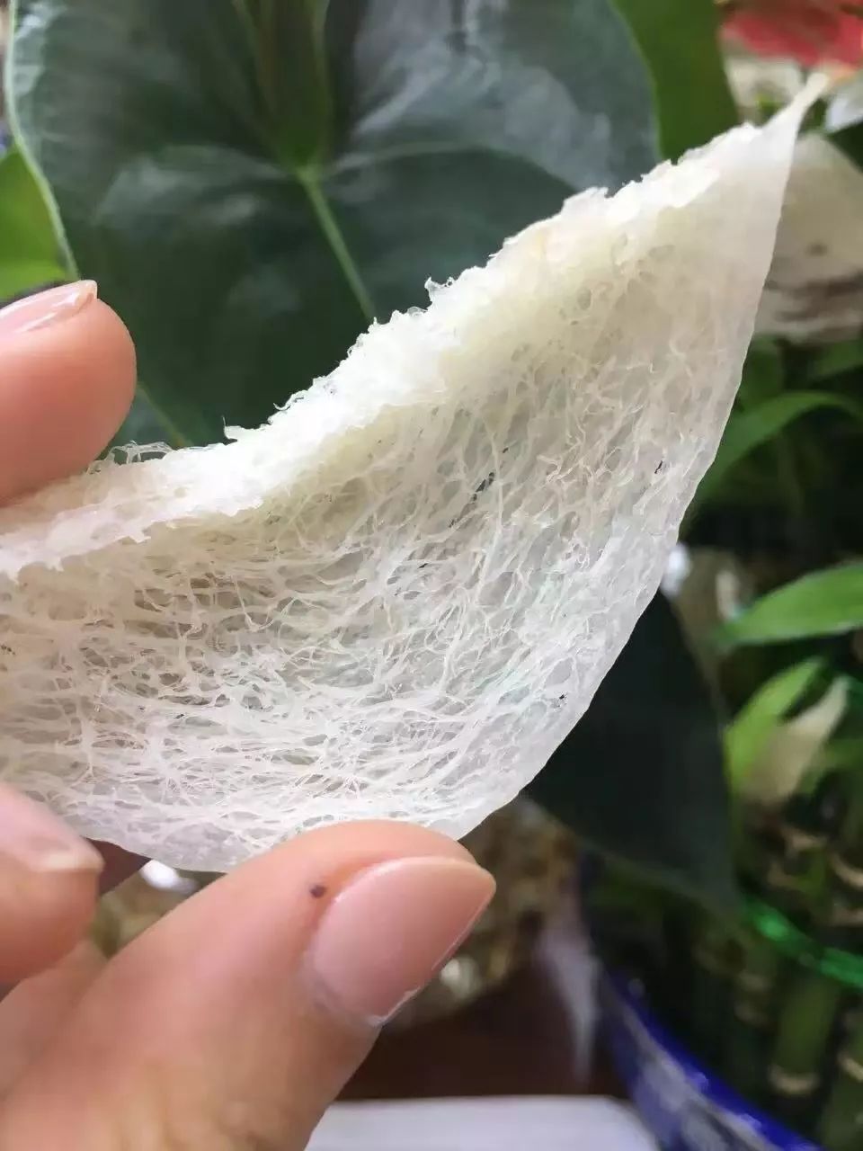 白燕黄燕血燕哪个好,燕窝里的血燕和白燕有什么区别