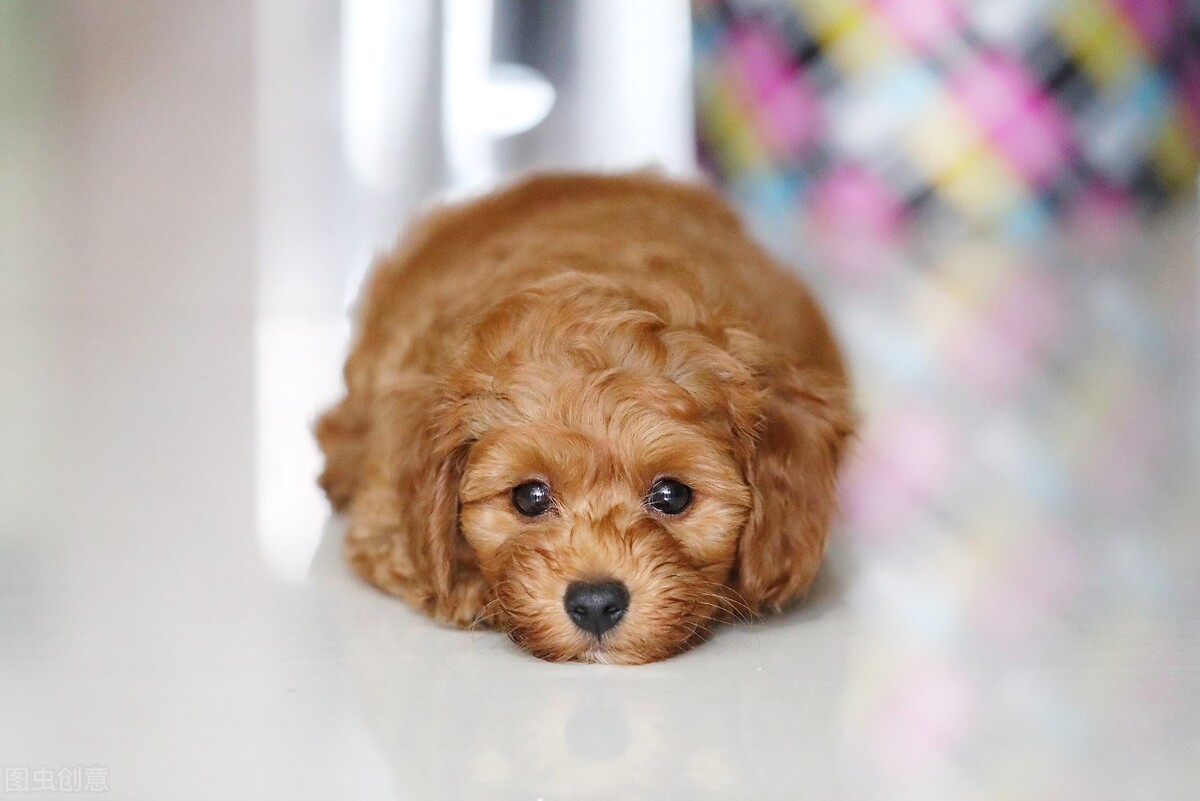 买回来的狗狗一天到晚狂吠不止，你的胡乱操作会把他变成流浪狗