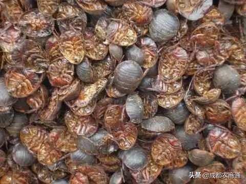 金边土元养殖技术视频,土元养殖技术视频教程