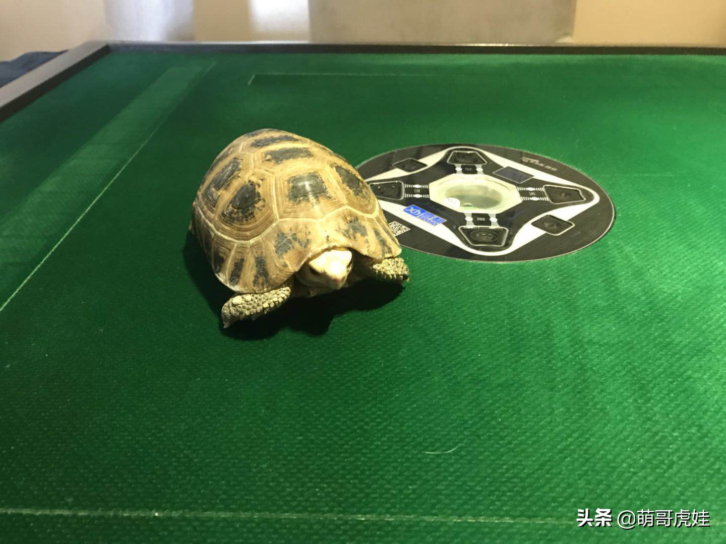 过年不忍心把宠物丢在家，霸气主人带着4只猫狗龟一起出门住酒店