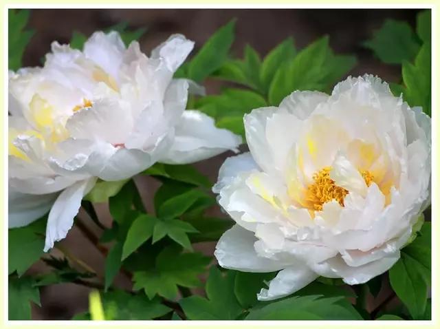 魔都四月赏花,魔都春季赏花好地方