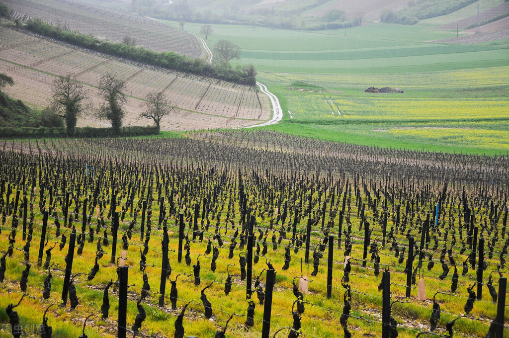 法国原装aop红酒怎样,法国aoc红酒入门推荐