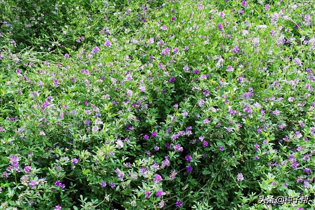 金皇后苜蓿品种介绍,金皇后苜蓿草特性