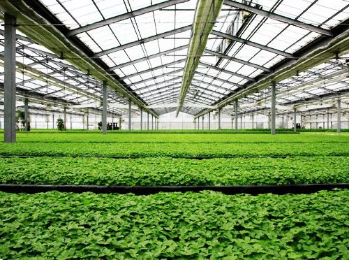 小型温室大棚用什么样的大棚,温室大棚和传统大棚的区别