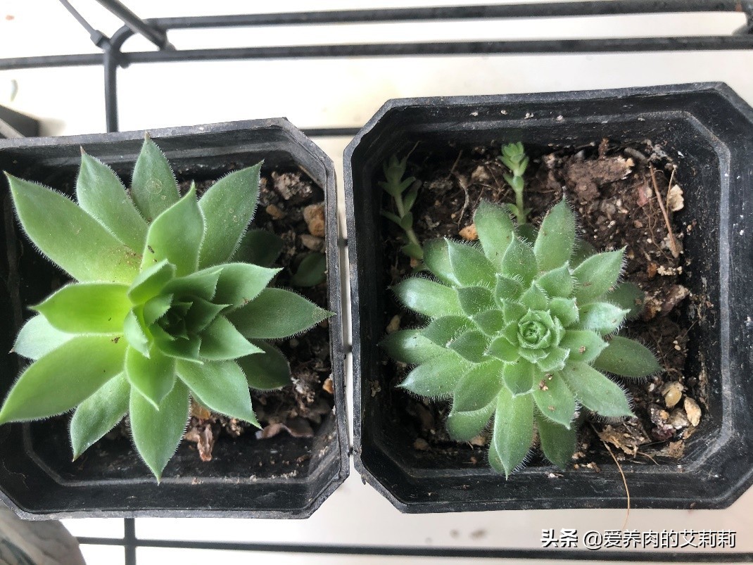 解决多肉长蚧壳虫有套路,与多肉相遇已经是第六个年头了