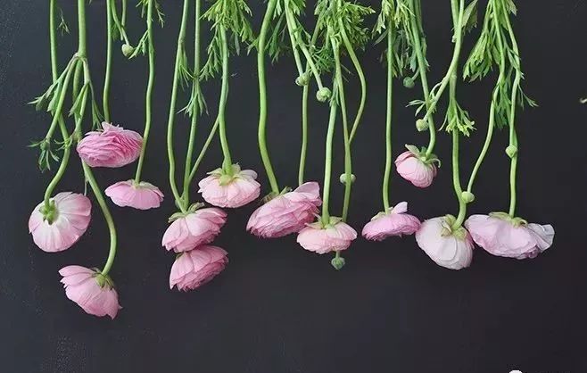 适合做干花的7种花,太阳花切花怎么做干花