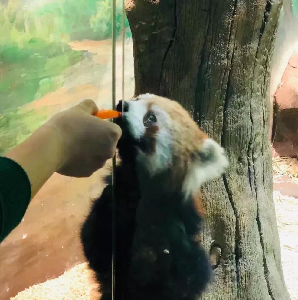 郑州奥林匹克公园萌宠乐园,郑州萌宠乐园长什么样子