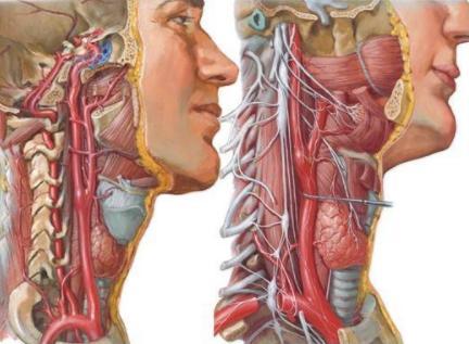 手脚冰凉耳鸣头昏,头痛头晕四肢无力怎么调理