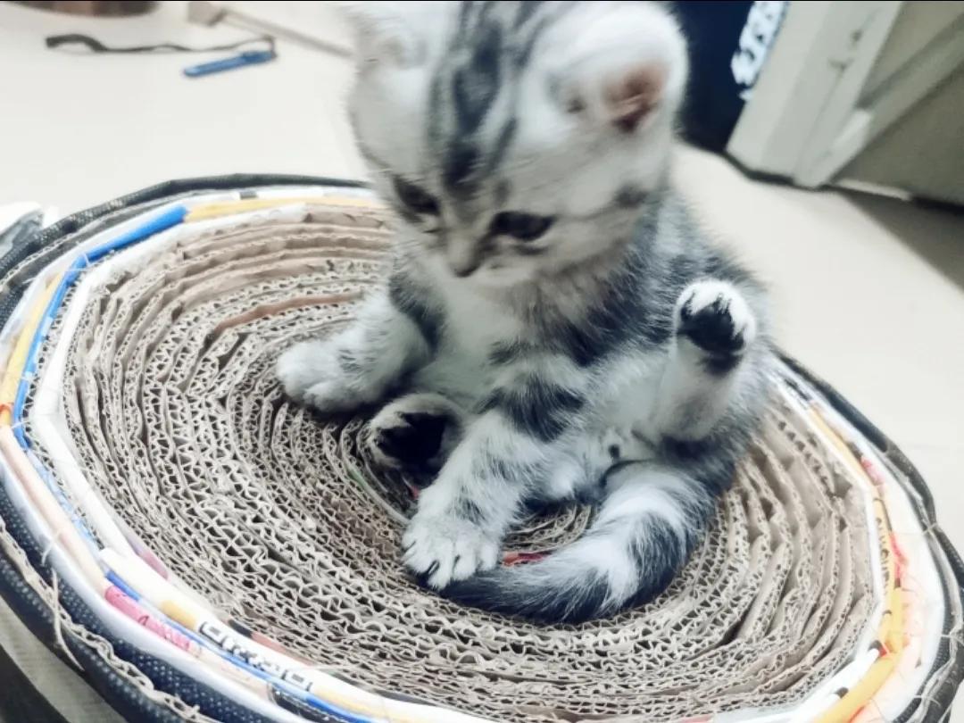 和宠物交流说什么,宠物谈恋爱怎么回事