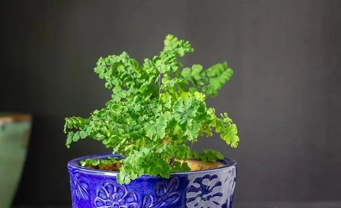 盆栽铁线蕨叶子容易发黄干枯,如何才能让叶子常年翠绿呢?