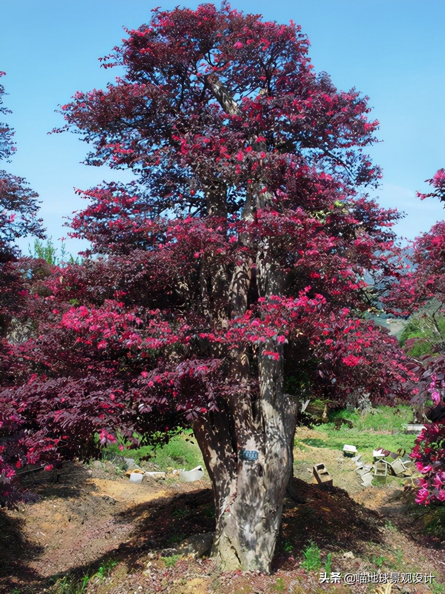 庭院景观设计品种齐全,别墅庭院主景树推荐