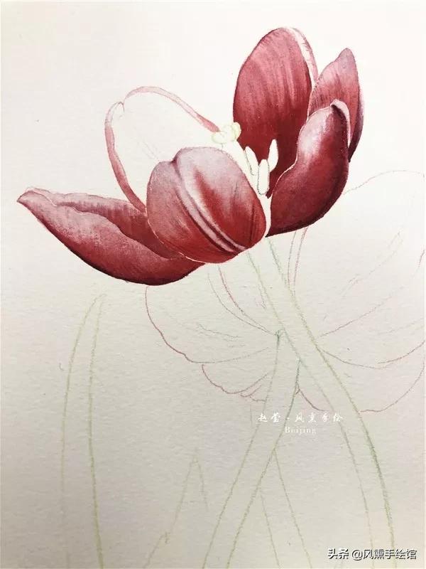 怎么用水彩笔画郁金香教程,粉色水彩郁金香怎么画图片
