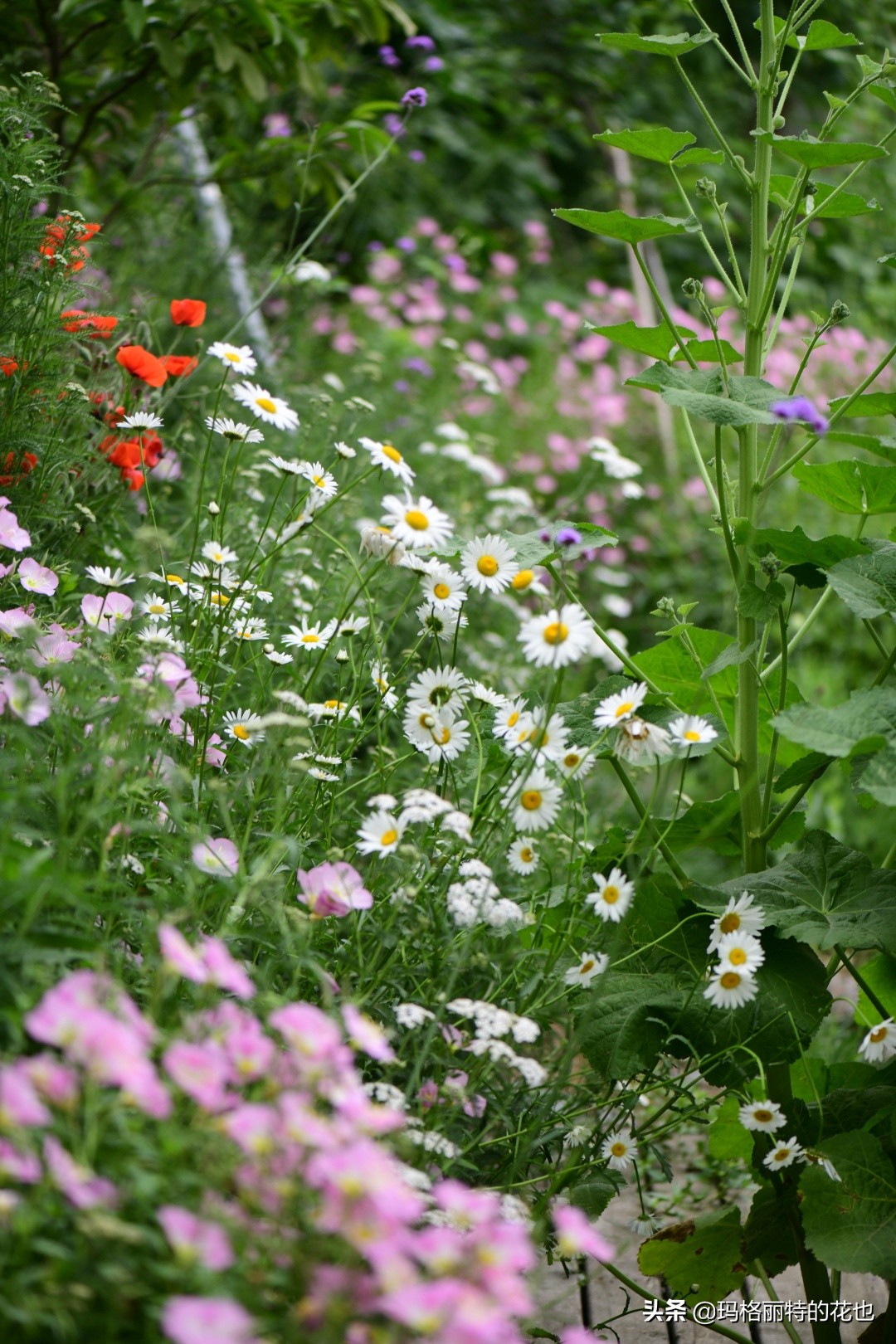 徒长花草怎样处理,徒长的树木怎么处理