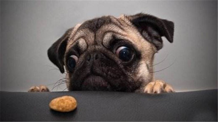 狗鼻子颜色是棕色的好吗,狗的鼻子的颜色有什么讲究吗