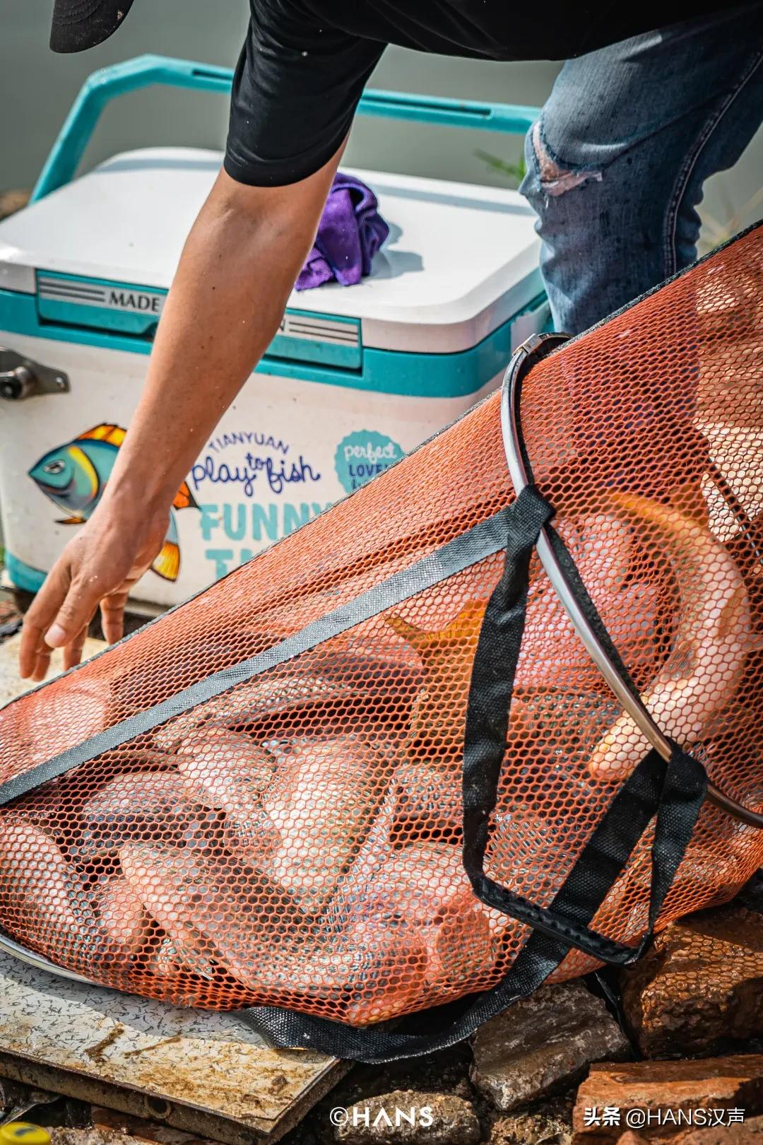 天元邓刚在湖北枣阳钓鱼的视频,武汉天元邓刚视频