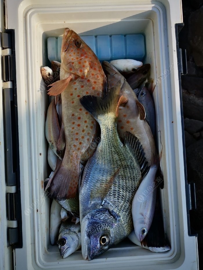 矶钓一竿远,精彩矶钓