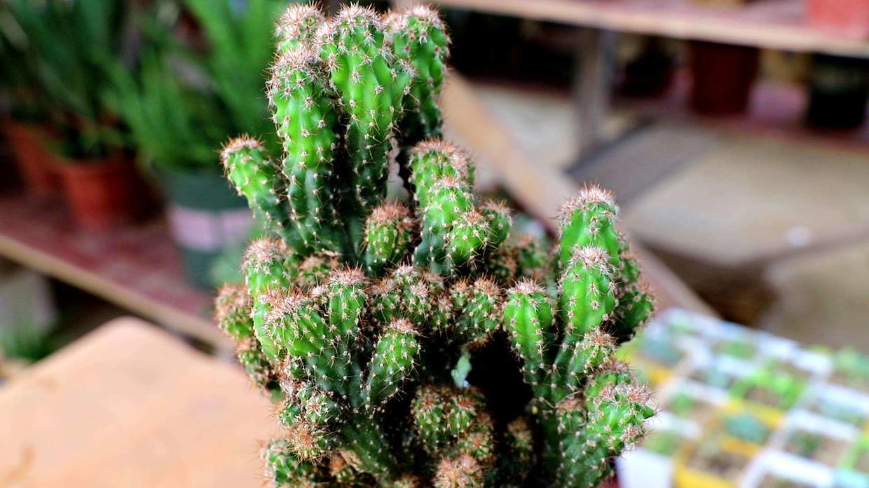 夏季多肉养护方法和注意事项,夏季的多肉应该怎么养护