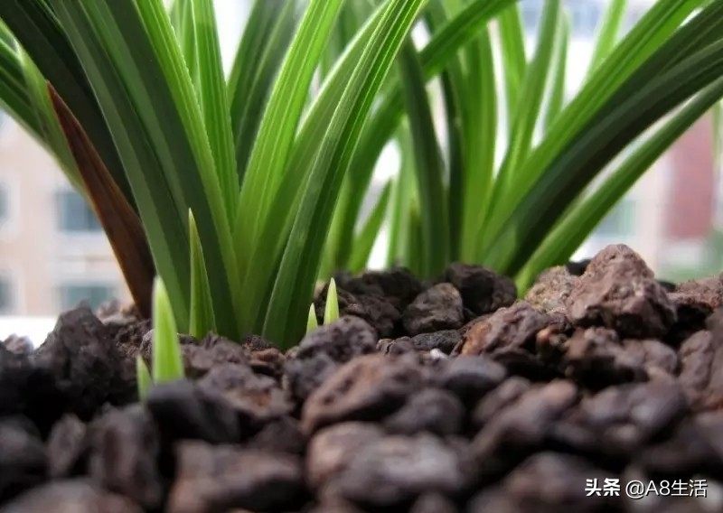 每日一品兰花图片大全,每日一品兰花价格