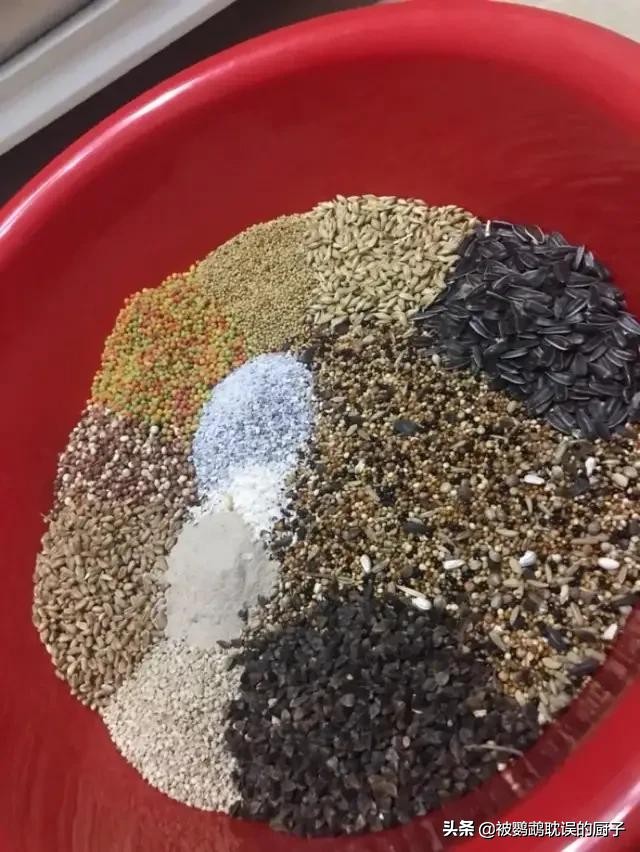 鹦鹉病了怎么喂东西吃呢,鹦鹉需要喂食什么才能健康