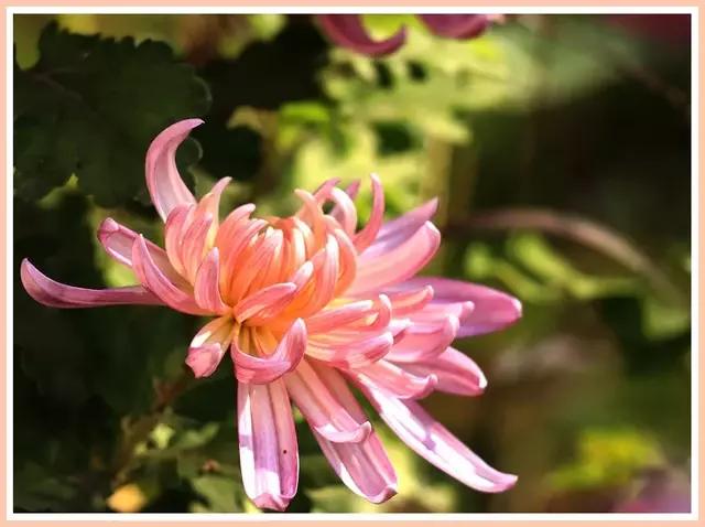 魔都四月赏花,魔都春季赏花好地方