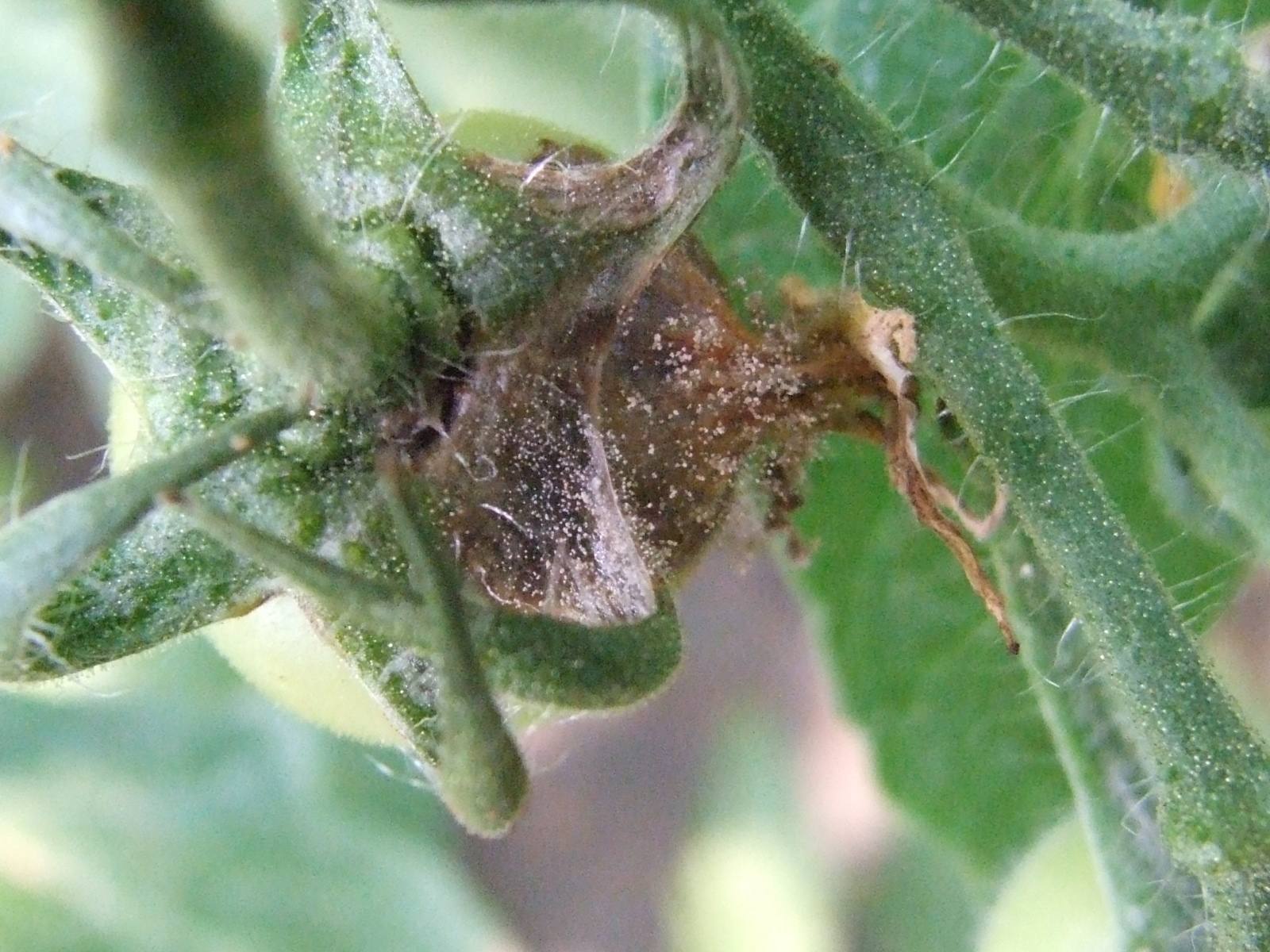 大棚蔬菜技术人员工资,大棚里10万年薪的技术员