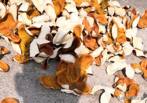 陈皮禁忌什么中药,陈皮有哪些讲究