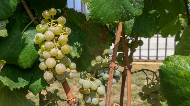 西班牙葡萄酒系列,西班牙葡萄酒大全